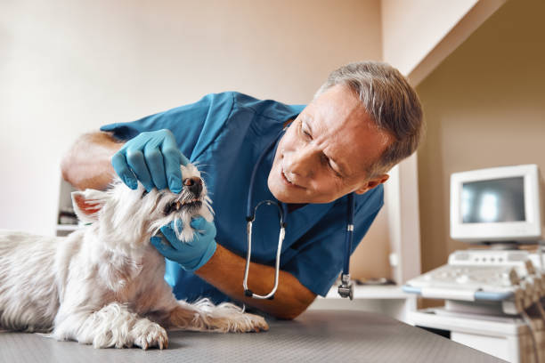 Best Emergency Dental Care for Broken or Chipped Teeth in Wellsville, KS